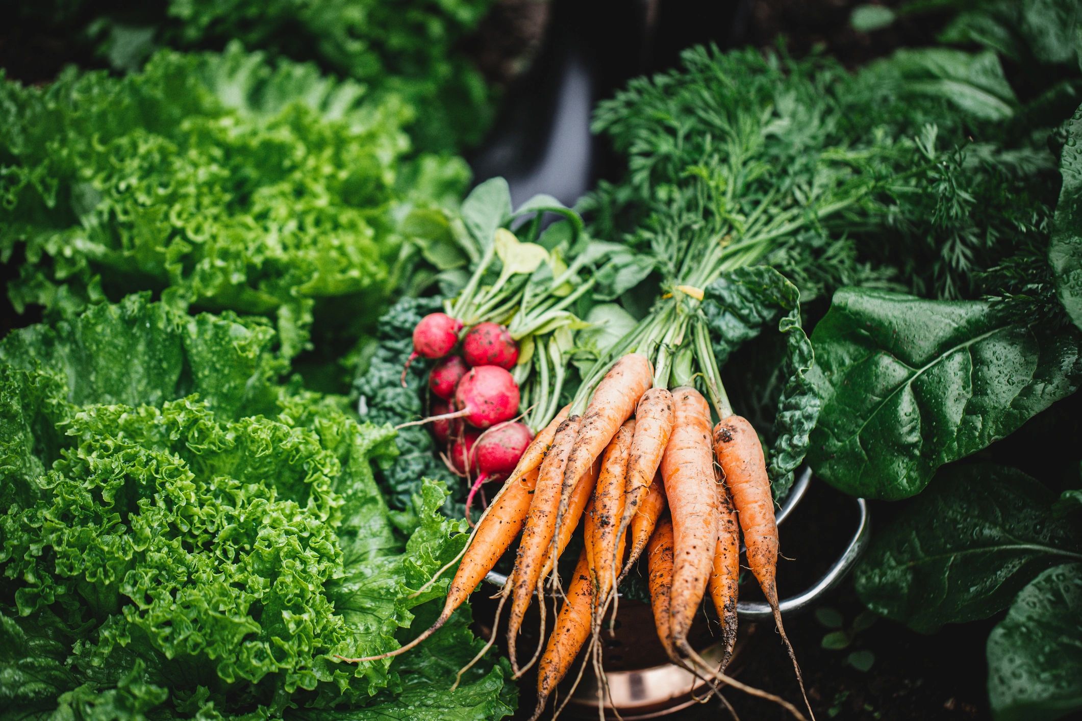 Freshly harvested radish, carrots, and kale