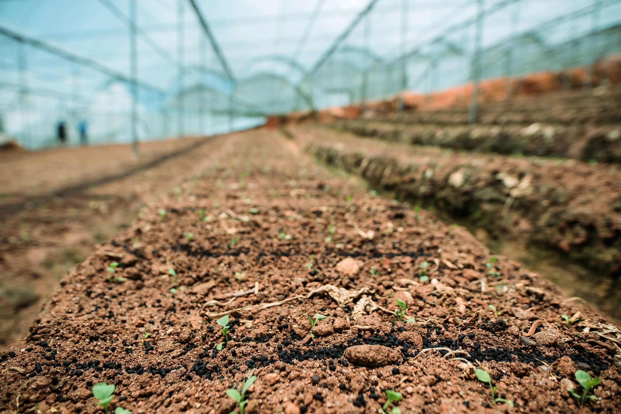 Seedlings growing in a greenhouse with natural light
