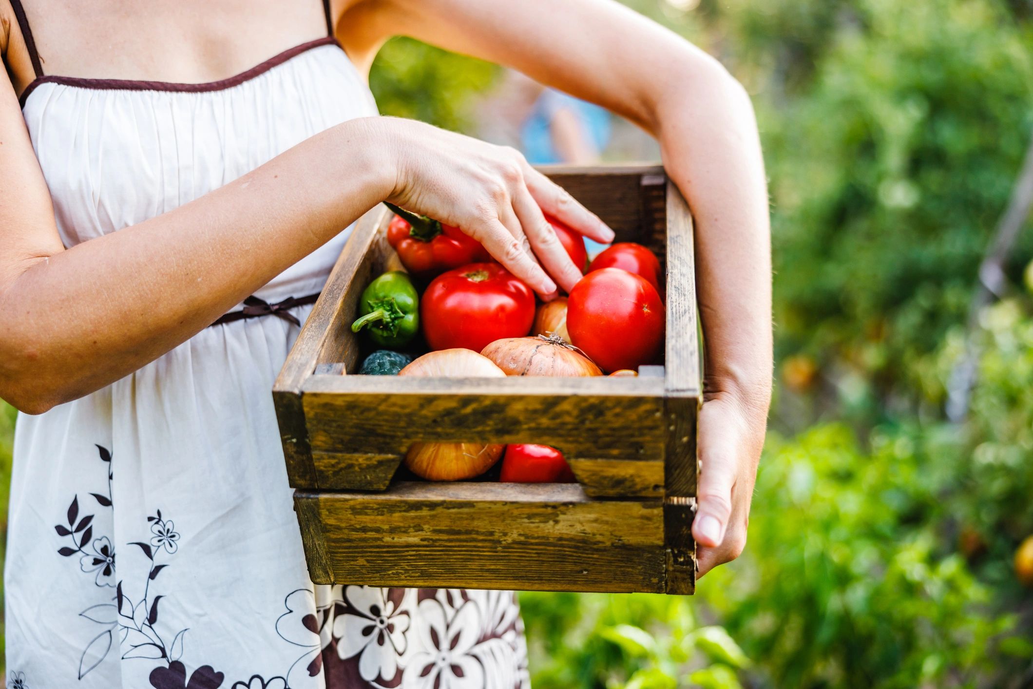 Hands holding a basket of freshly harvested vegetables
