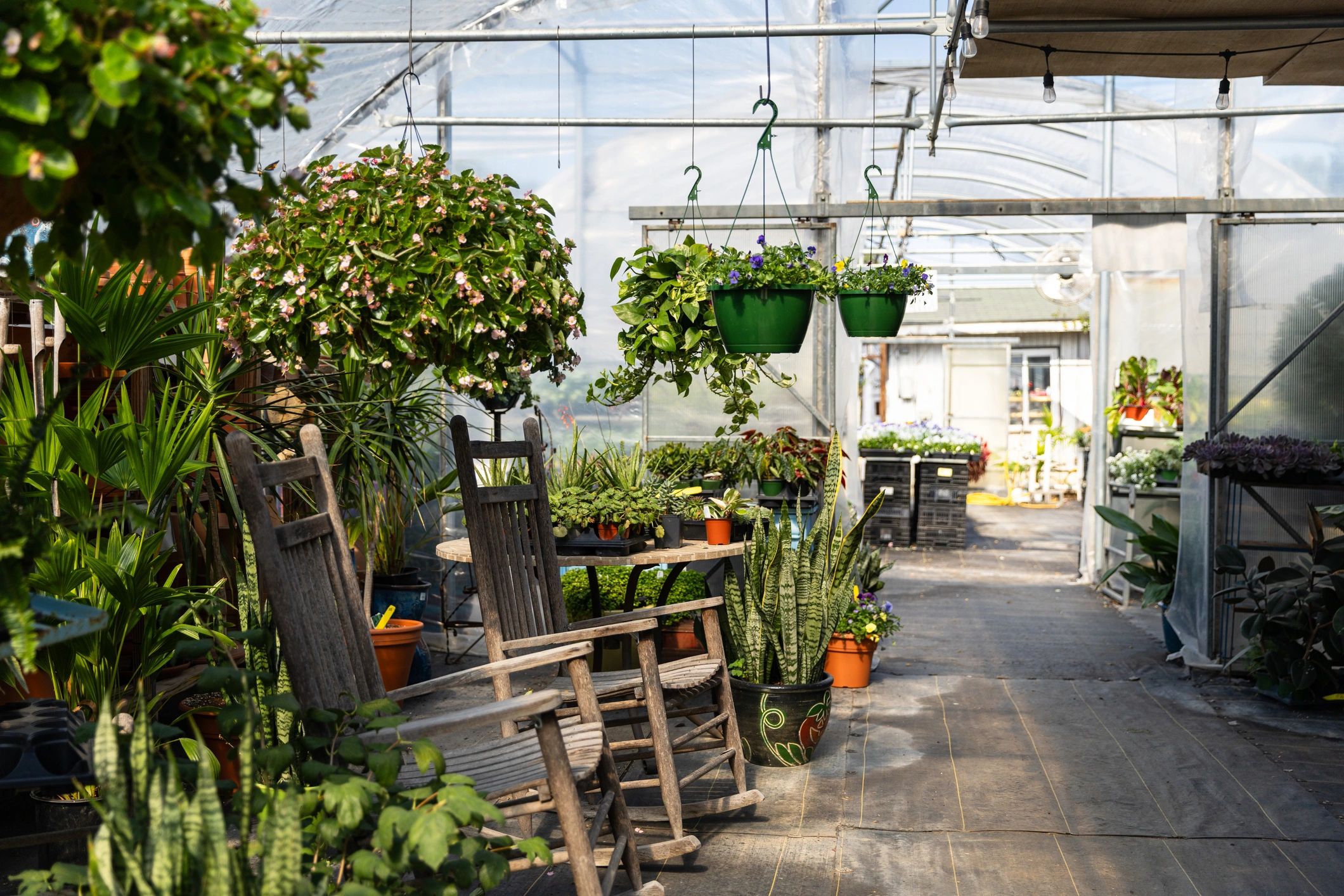 Sunlit greenhouse and seating area at a farm