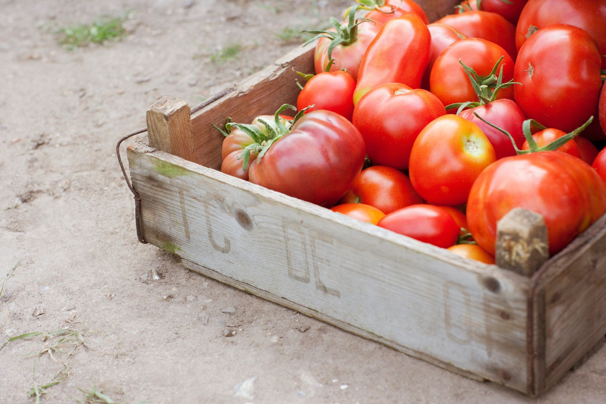 Crate of organic tomatoes